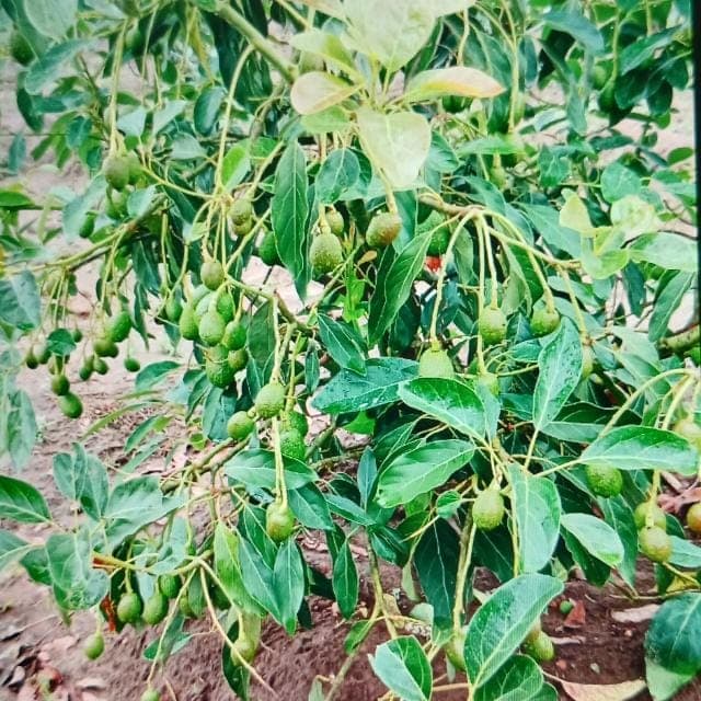 Premium Hass Avocados